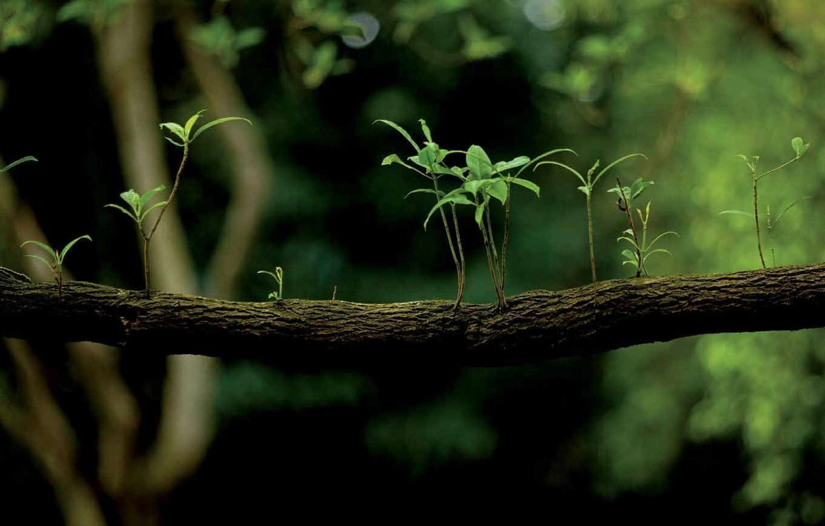 Archipelago — render 2