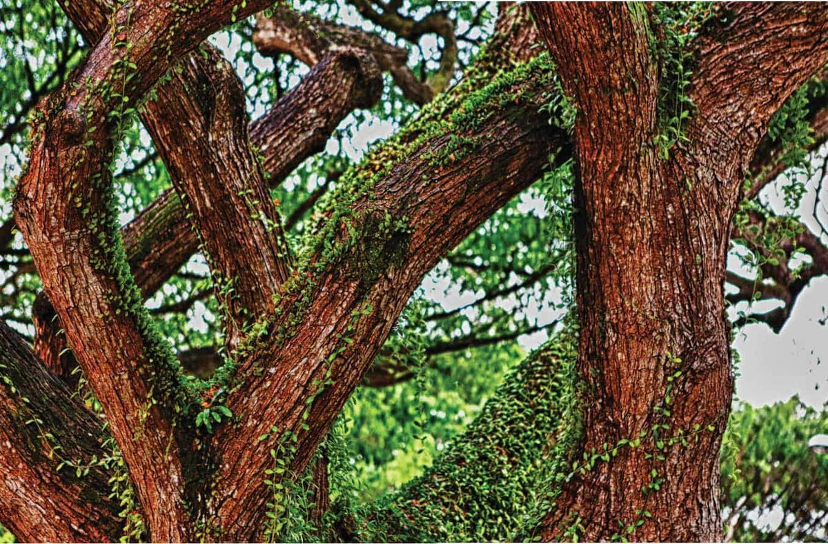 Eco — render 1