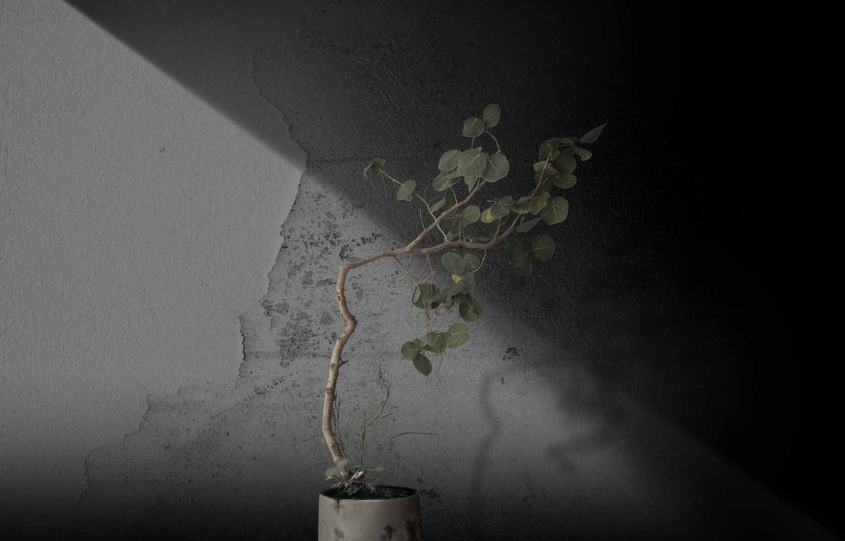 Mori — render 1