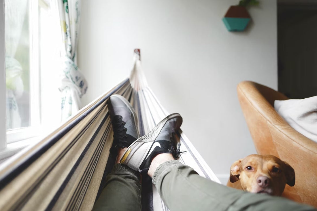 How do I go about renting homes with pets?